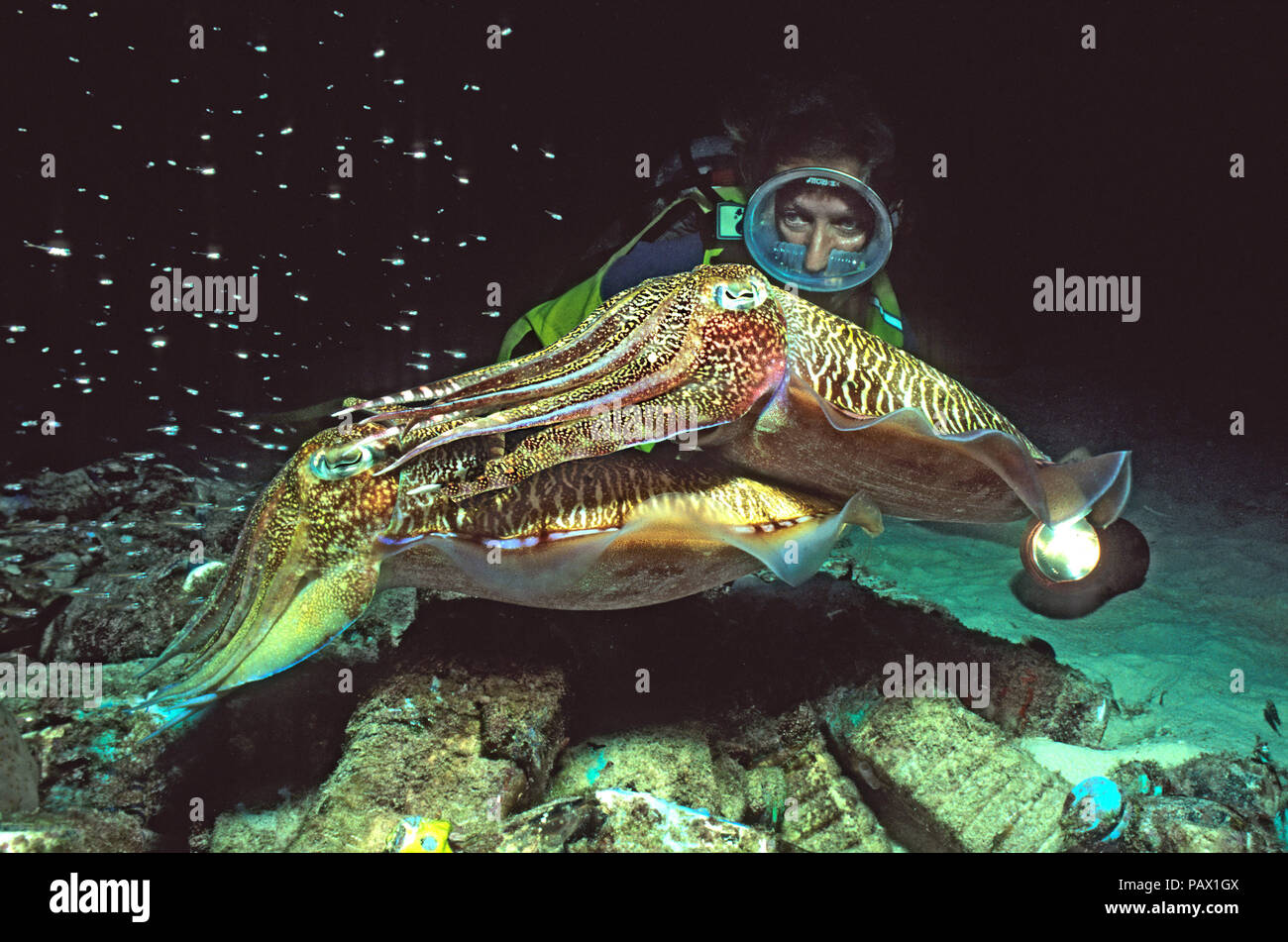 Scuba diver watches two Pharaoh cuttlefishes (Sepia pharaonis) mating, Ari Atoll, Maldives Stock Photo