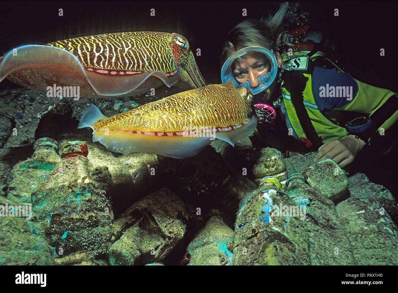 Scuba diver watches two Pharaoh cuttlefishes (Sepia pharaonis) mating, Ari Atoll, Maldives Stock Photo