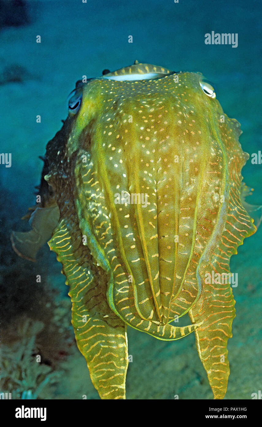 Broadclub cuttlefish (Sepia latimanus), portrait, Rabaul, Papua New Guinea Stock Photo