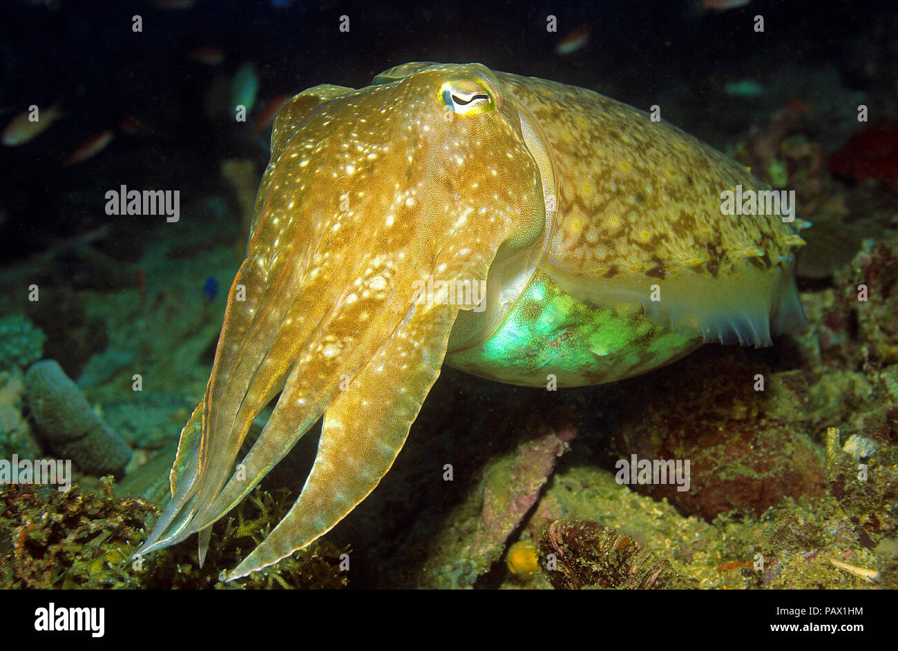 Broadclub cuttlefish (Sepia latimanus), Rabaul, Papua New Guinea Stock Photo