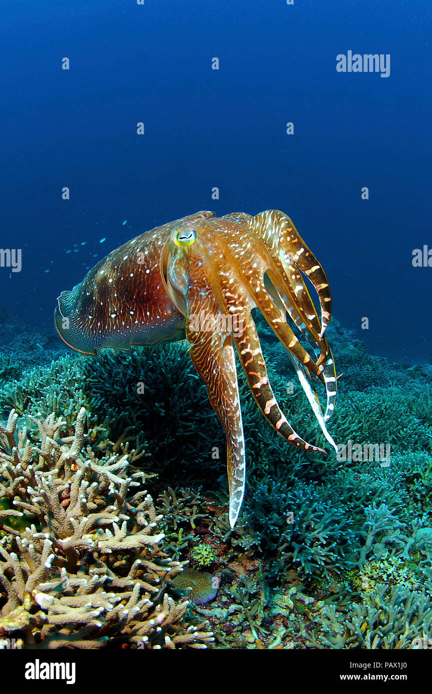 Broadclub cuttlefish (Sepia latimanus), Palau, Mikronesia Stock Photo