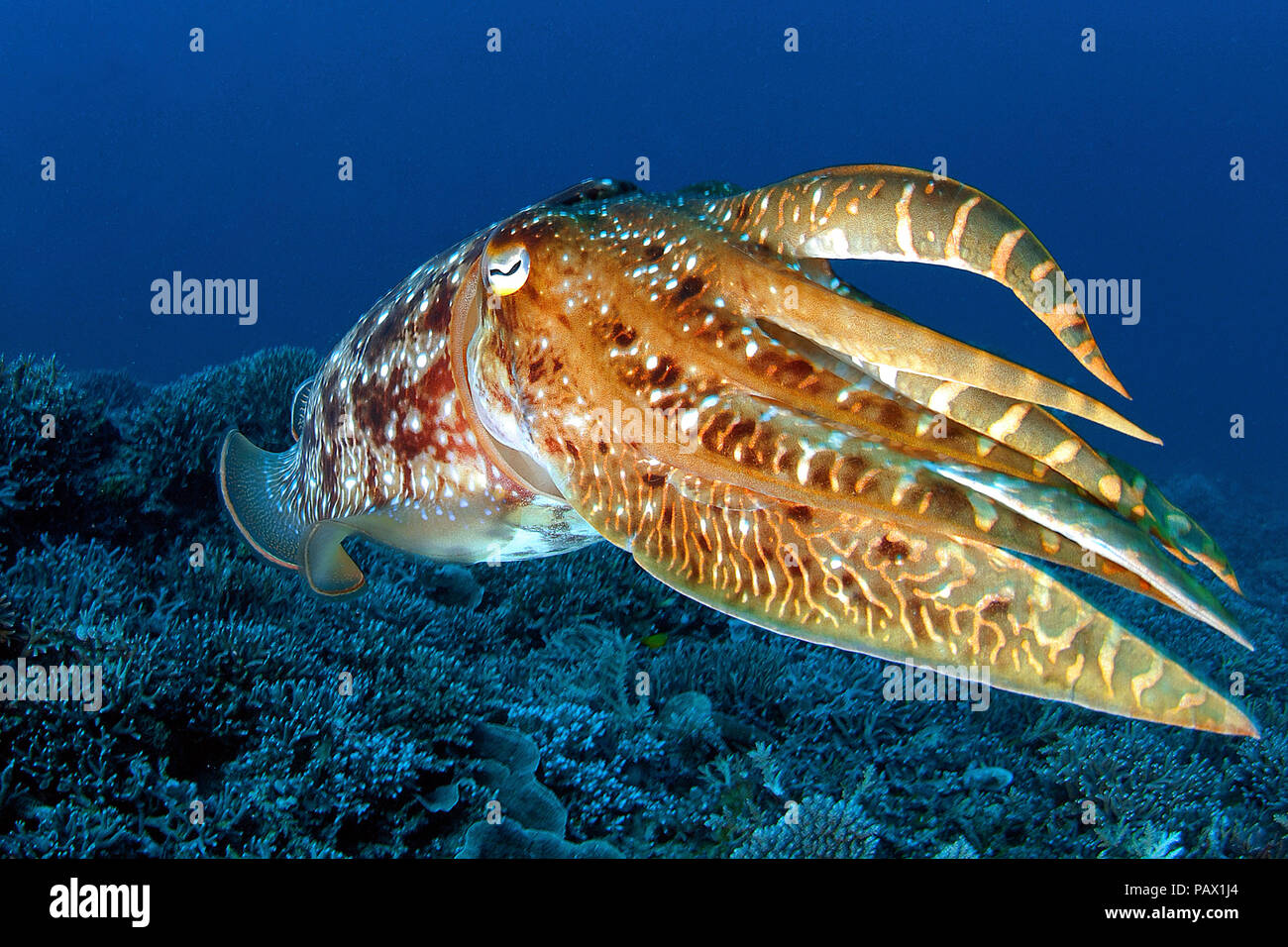Broadclub cuttlefish (Sepia latimanus), Palau, Mikronesia Stock Photo