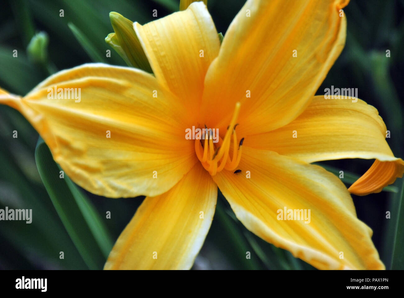 Close-up of a beautiful yellow lily Stock Photo
