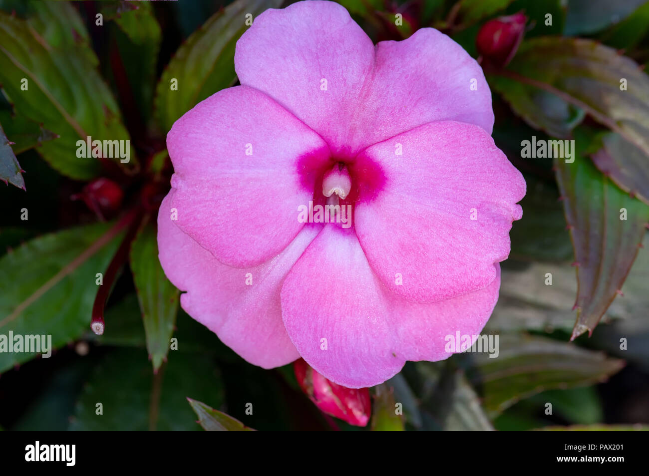 beautiful pink New Guinea impatiens flowers in summer garden Stock