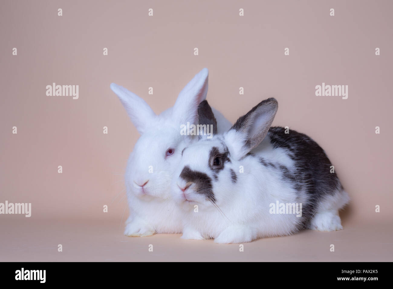 Cute bunny rabbits on a solid pink background Stock Photo