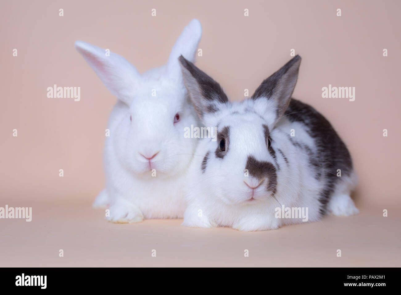 Cute bunny rabbits on a solid pink background Stock Photo