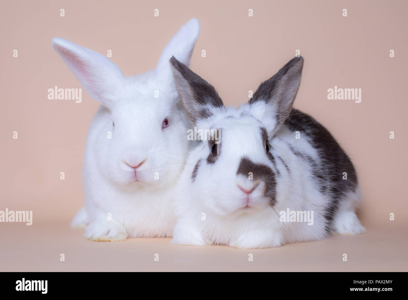 Cute bunny rabbits on a solid pink background Stock Photo
