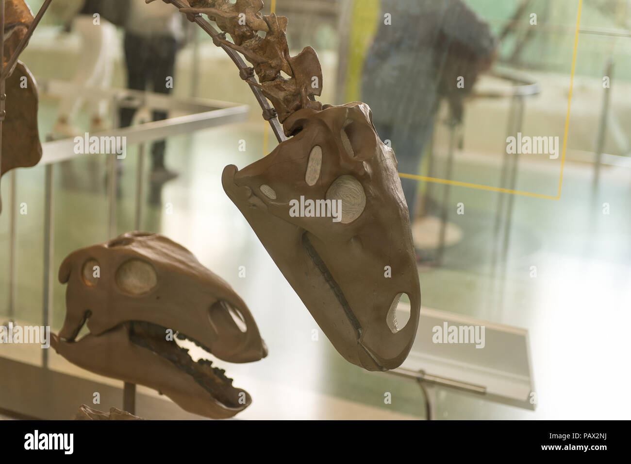 NEW YORK, USA - OCT 8, 2015: Dinosaur skeleton at the American museum ...