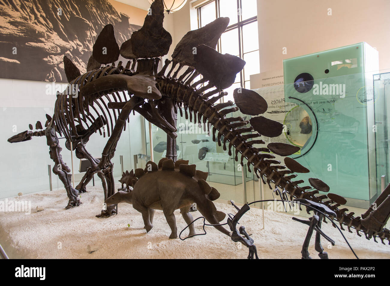 NEW YORK, USA OCT 8, 2015 Dinosaur skeleton at the American museum