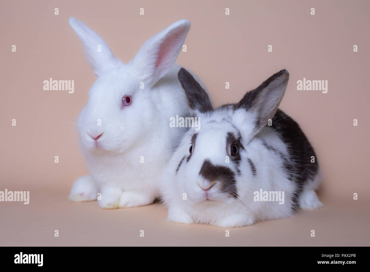 Cute bunny rabbits on a solid pink background Stock Photo