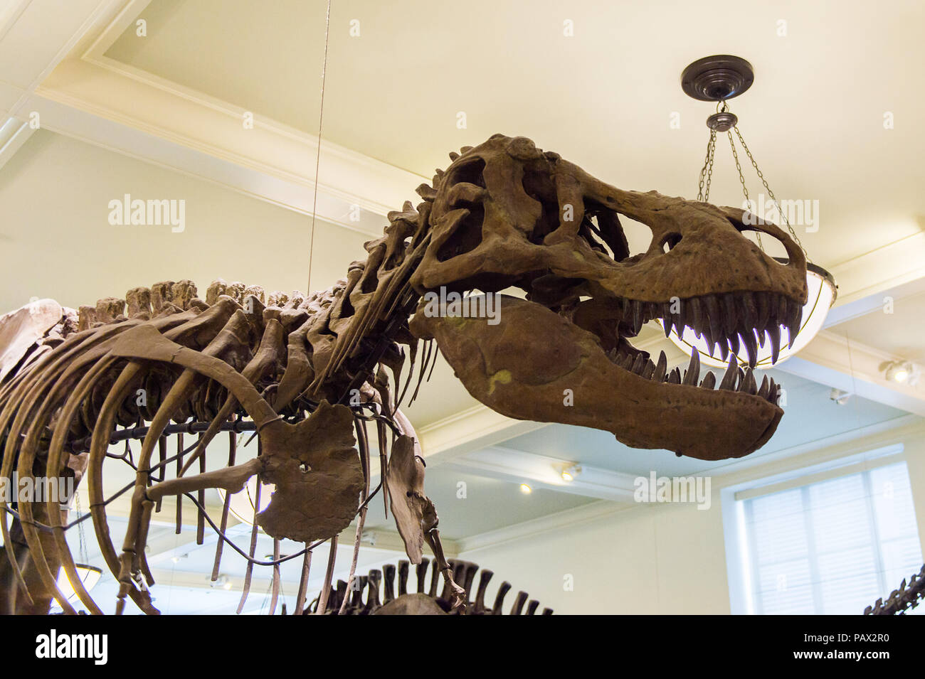 New york usa oct 8 2015 tyrannosaur skeleton at the american