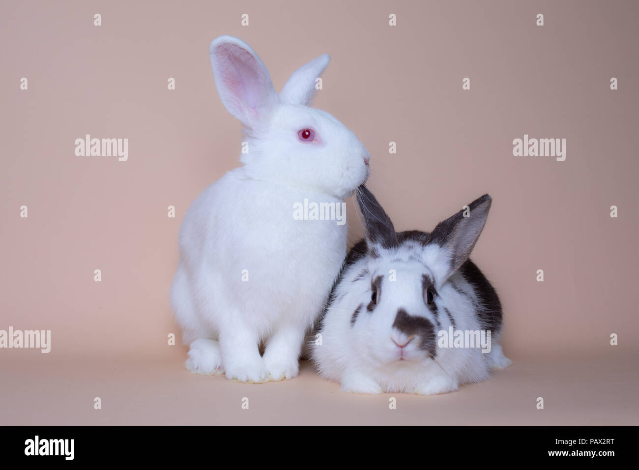 Cute bunny rabbits on a solid pink background Stock Photo