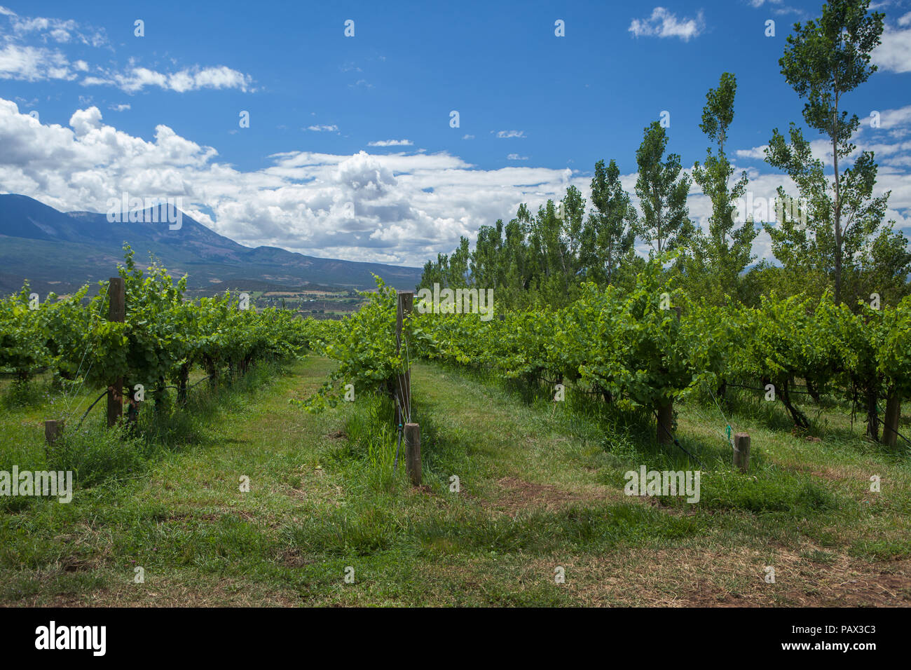 Stone Cottage Winery Stock Photo 213244419 Alamy