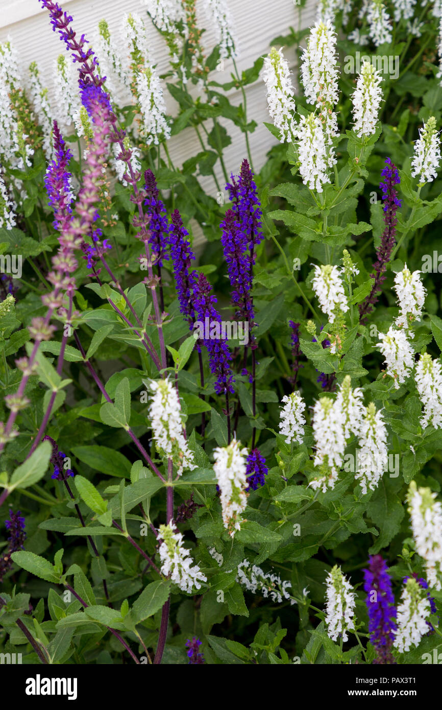 Salvia x sylvestris hi-res stock photography and images - Alamy