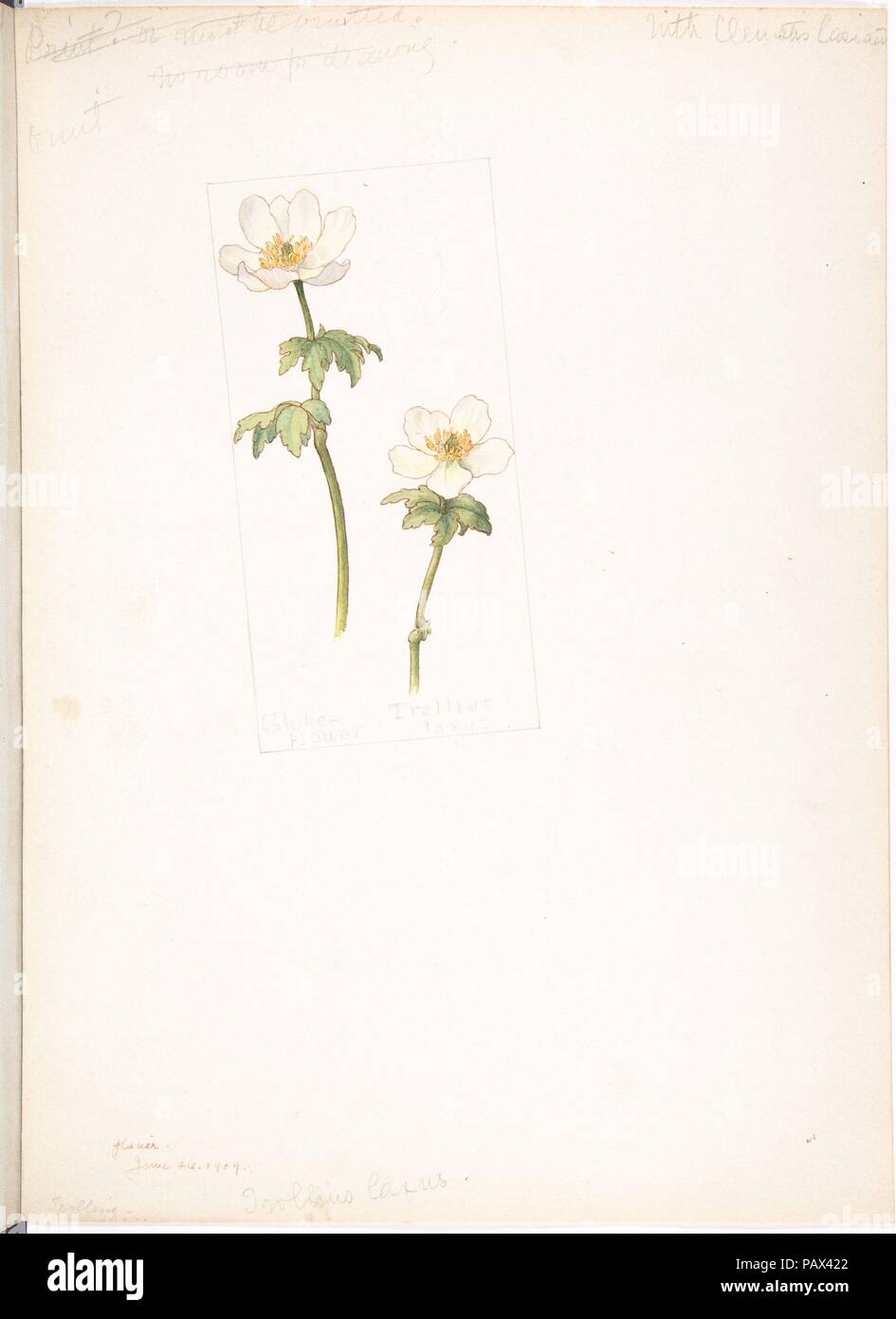 Globe flower, Trollius laxus. Artist: Margaret Neilson Armstrong (American, New York 1867-1944 New York). Dimensions: sheet: 13 11/16 x 9 15/16 in. (34.8 x 25.2 cm). Date: June 26, 1909. Museum: Metropolitan Museum of Art, New York, USA. Stock Photo