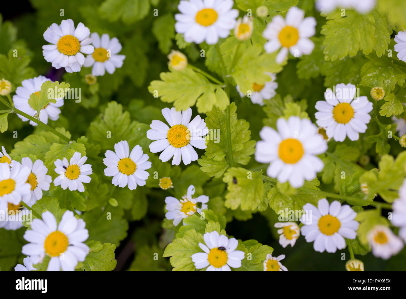 Tanacetum parthenium Stock Photo
