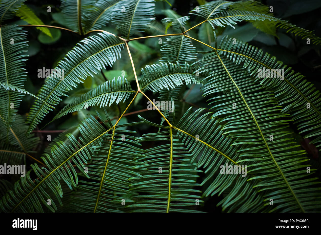 Jungle fern with star pattern, Bukit Batok Nature Park, Singapore Stock Photo