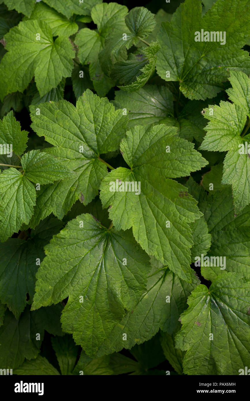 Anemone x hybrida 'Honorine Jobert' foliage Stock Photo - Alamy