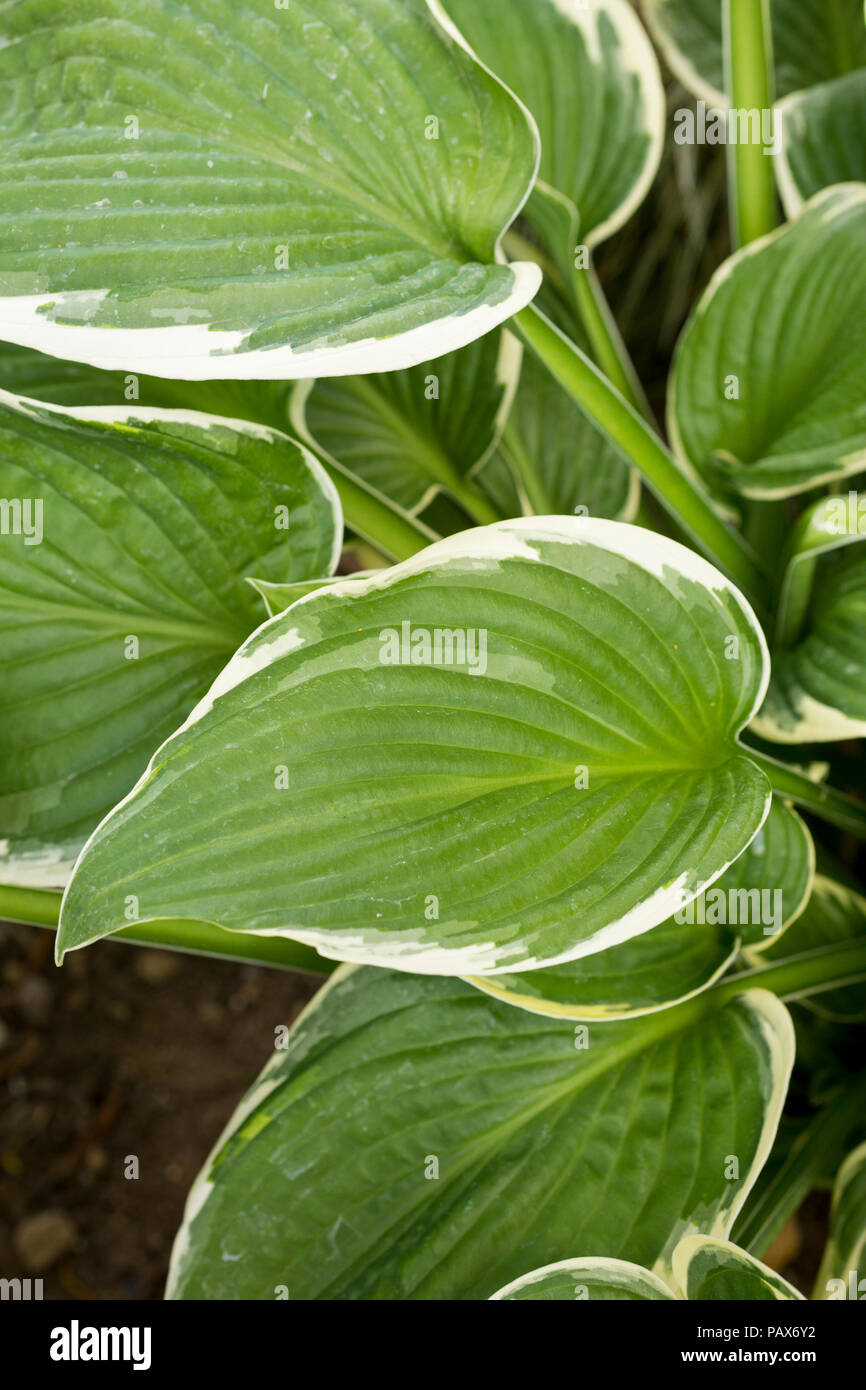 Hosta 'Mama Mia' Stock Photo - Alamy