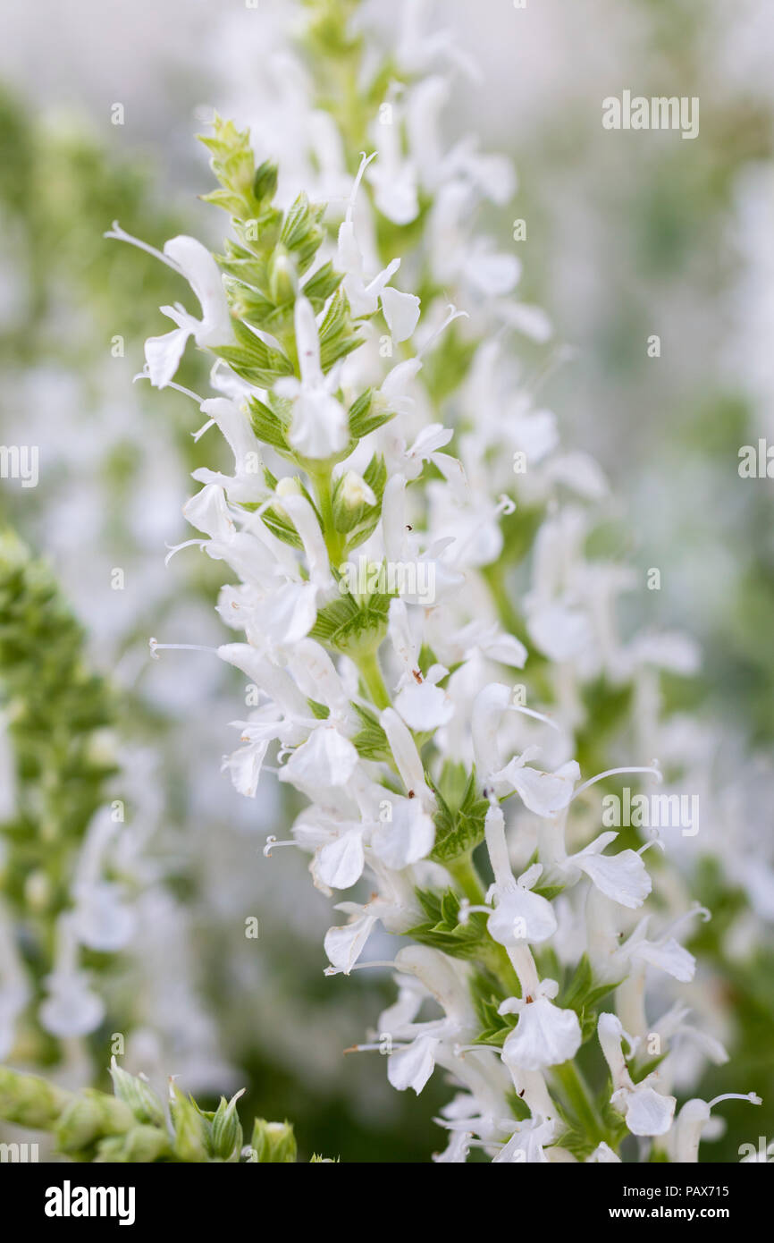 Salvia x sylvestris hi-res stock photography and images - Alamy