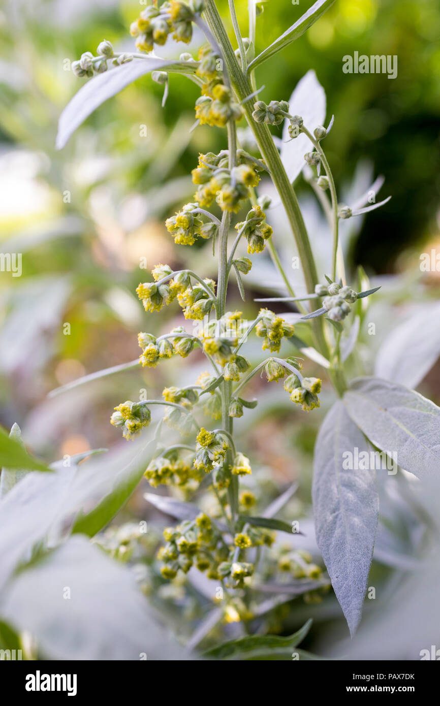 Artemisia ludoviciana 'Valerie Finnis' flower buds Stock Photo
