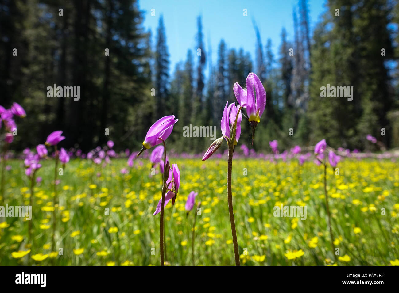 Purple Shooting Star flowers closeup, with yellow Dandelions in a lush Forest Meadow - Crane Flat Springtime, Yosemite National Park Stock Photo