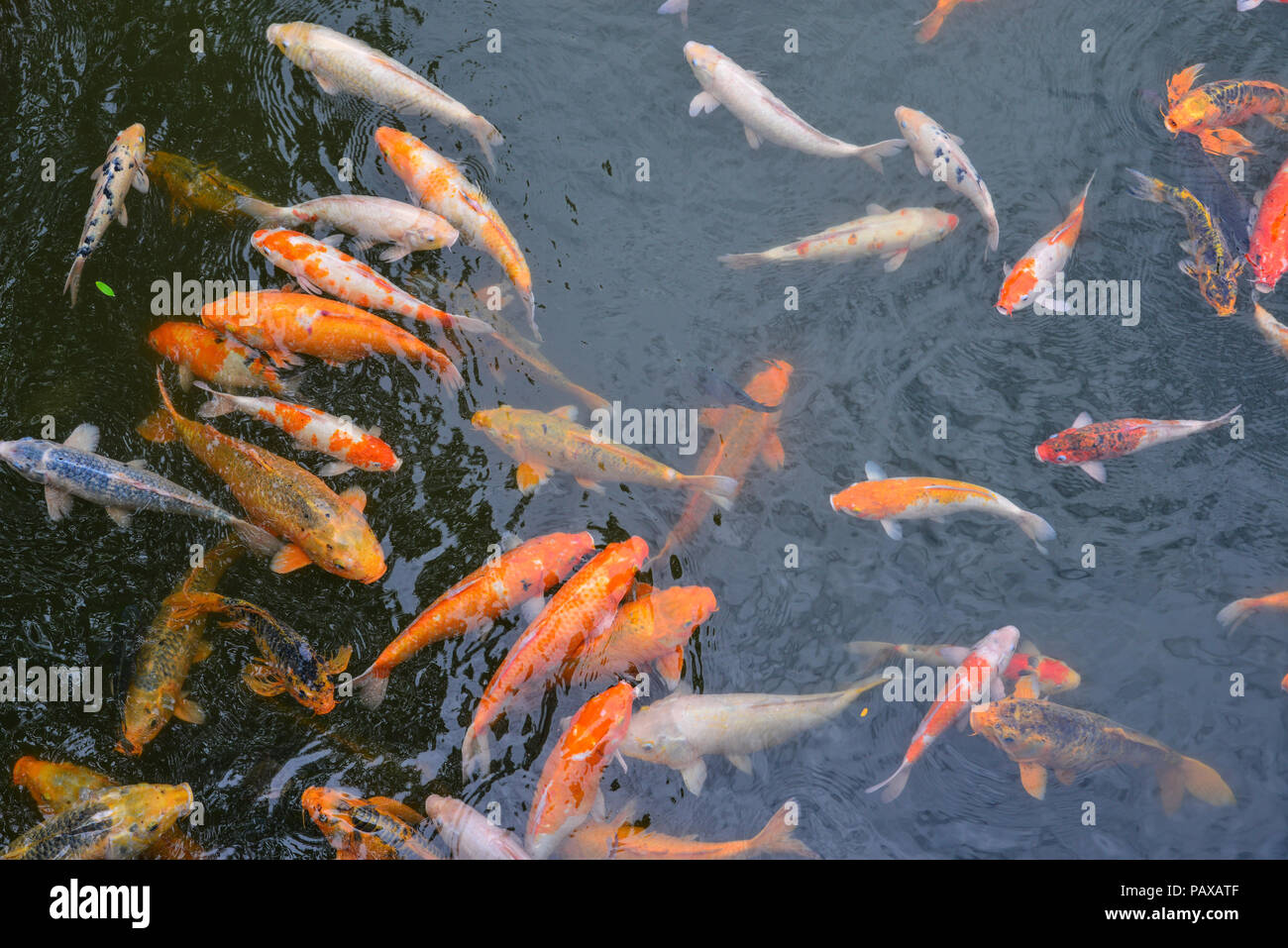 Koi fish on the pond. Koi carp symbols of good luck and prosperity in
