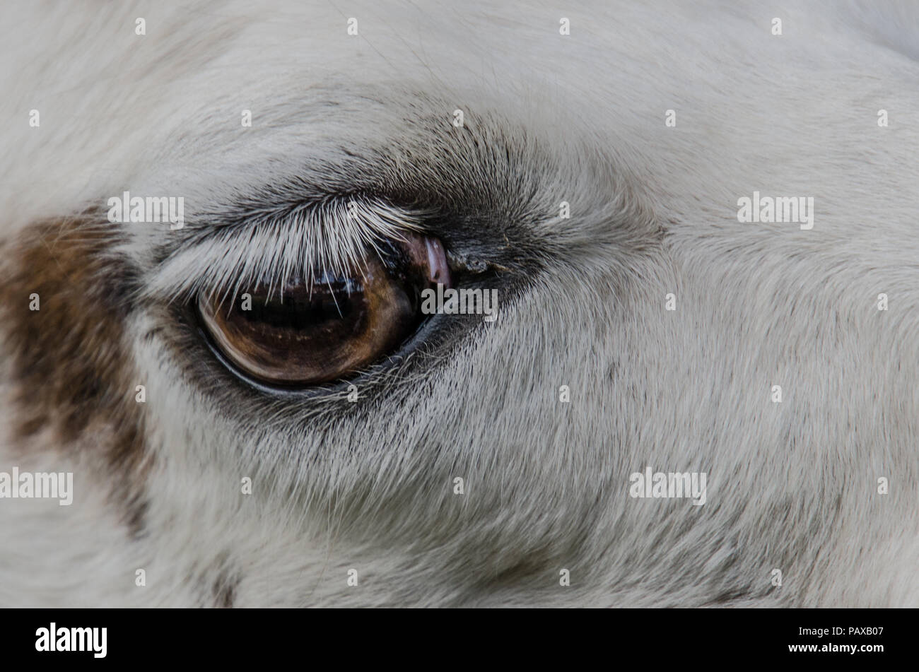 Beautiful close up of long lashes of llama's eye. Stock Photo