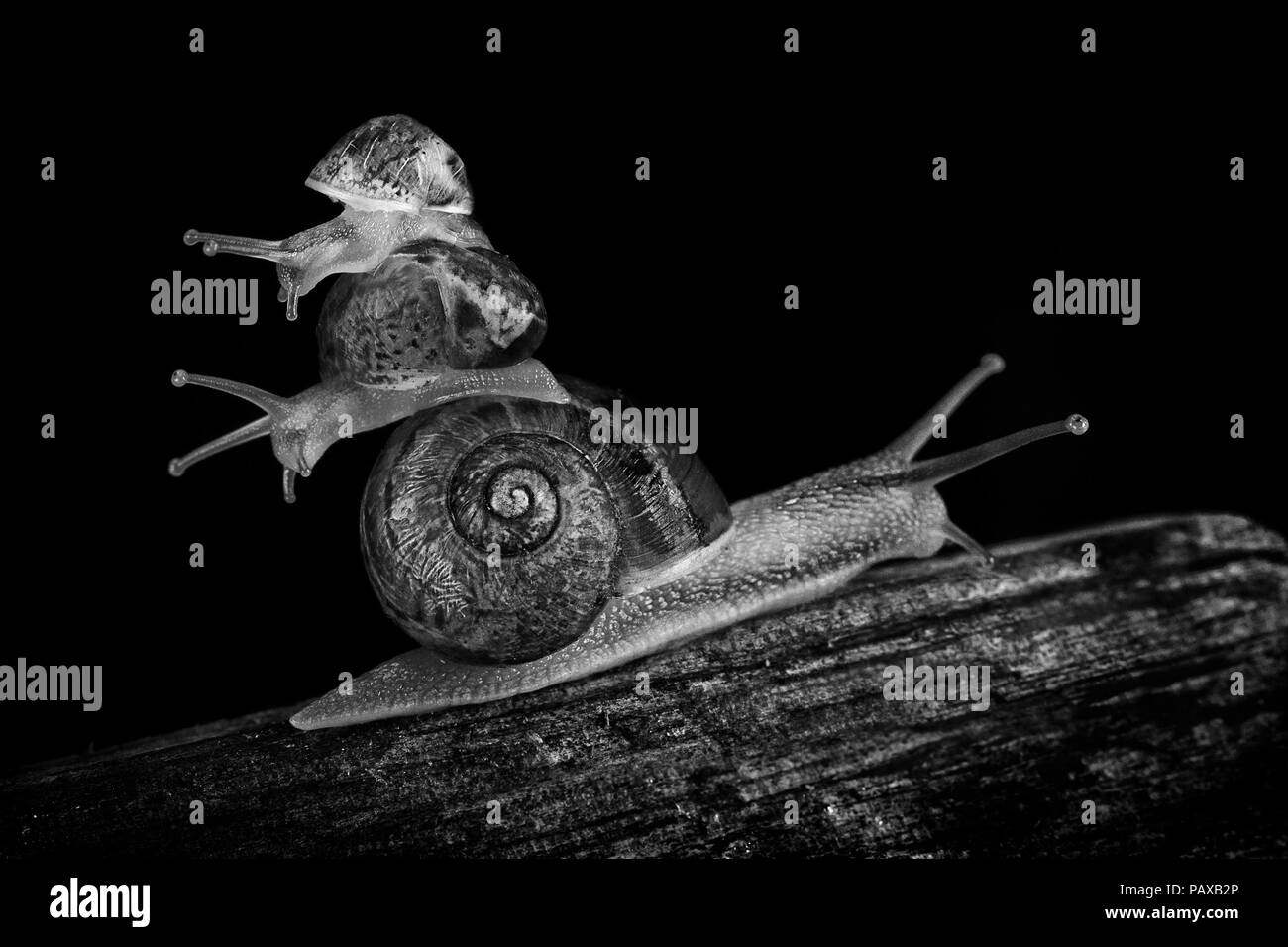 Two small Snails piled up on one big snail travelling in different directions Stock Photo