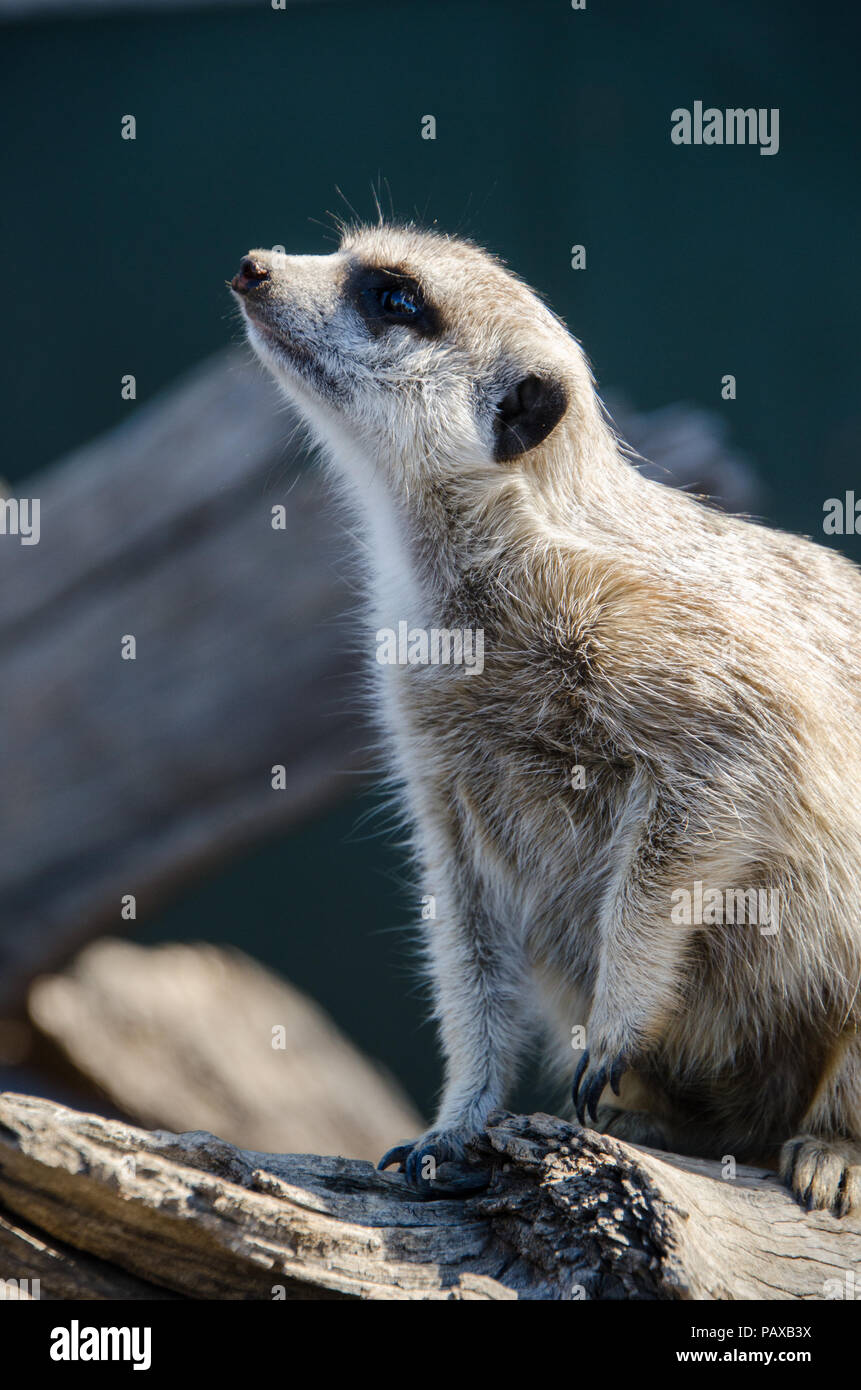 Curious meerkat on alert. Close up of meerkat on log looking up Stock Photo