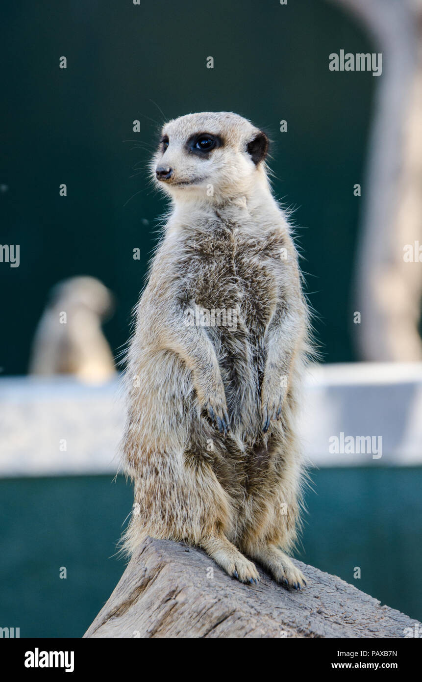 Meerkat stands on guard watch on top of log. Stock Photo