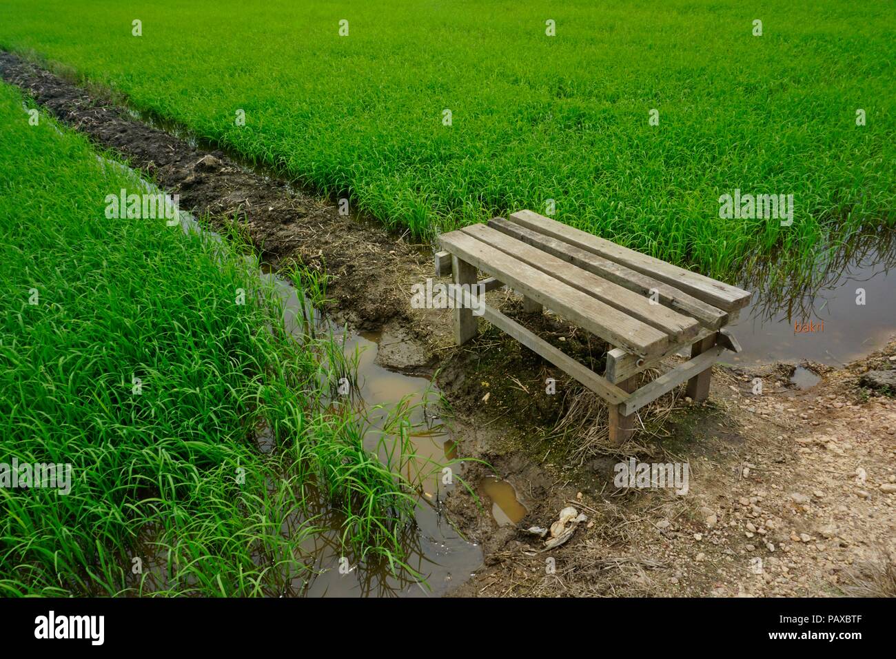 the chair at paddyfield Stock Photo