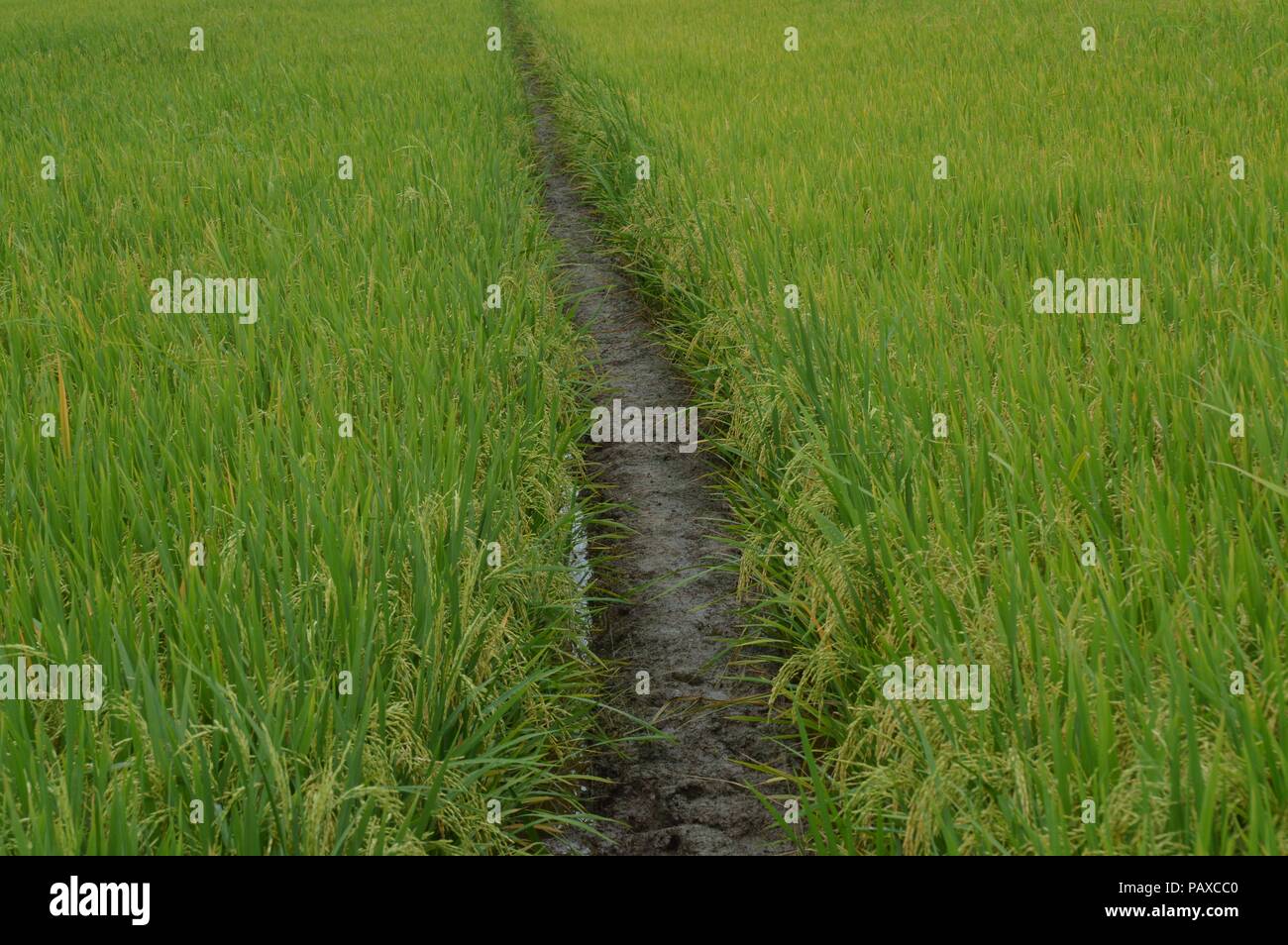 the greeny paddy field Stock Photo