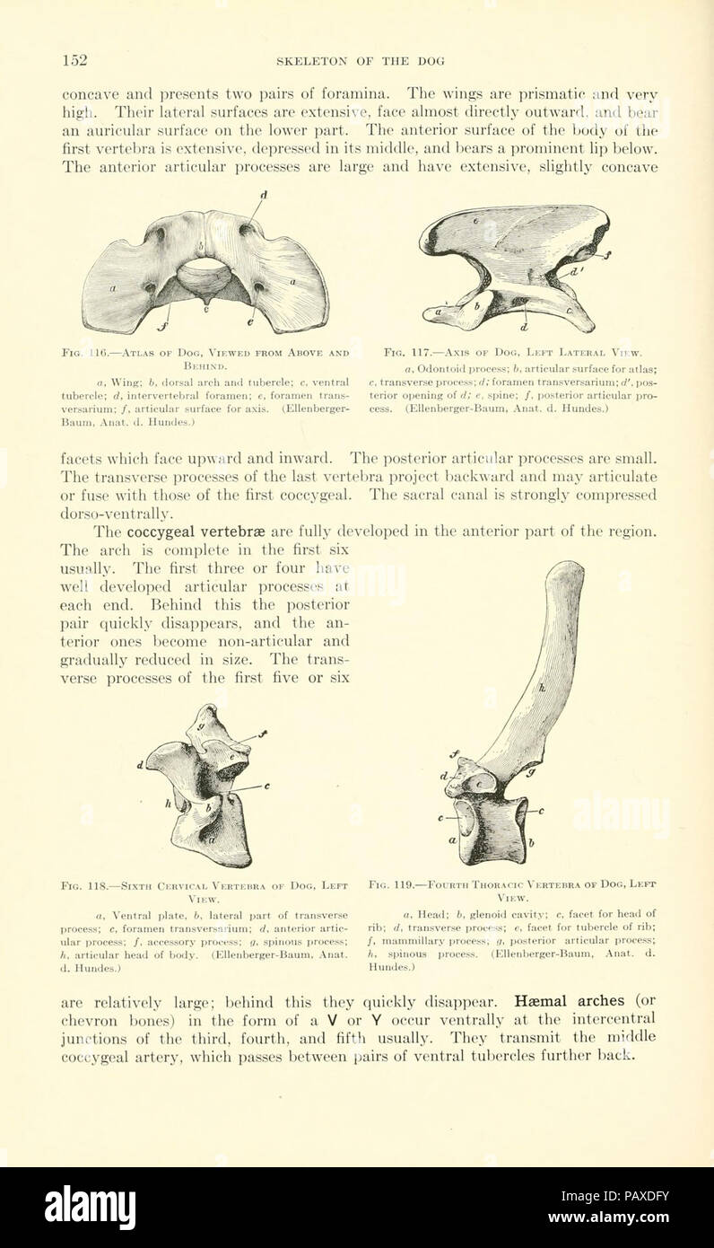 A textbook of veterinary anatomy (Page 152 Stock Photo Alamy