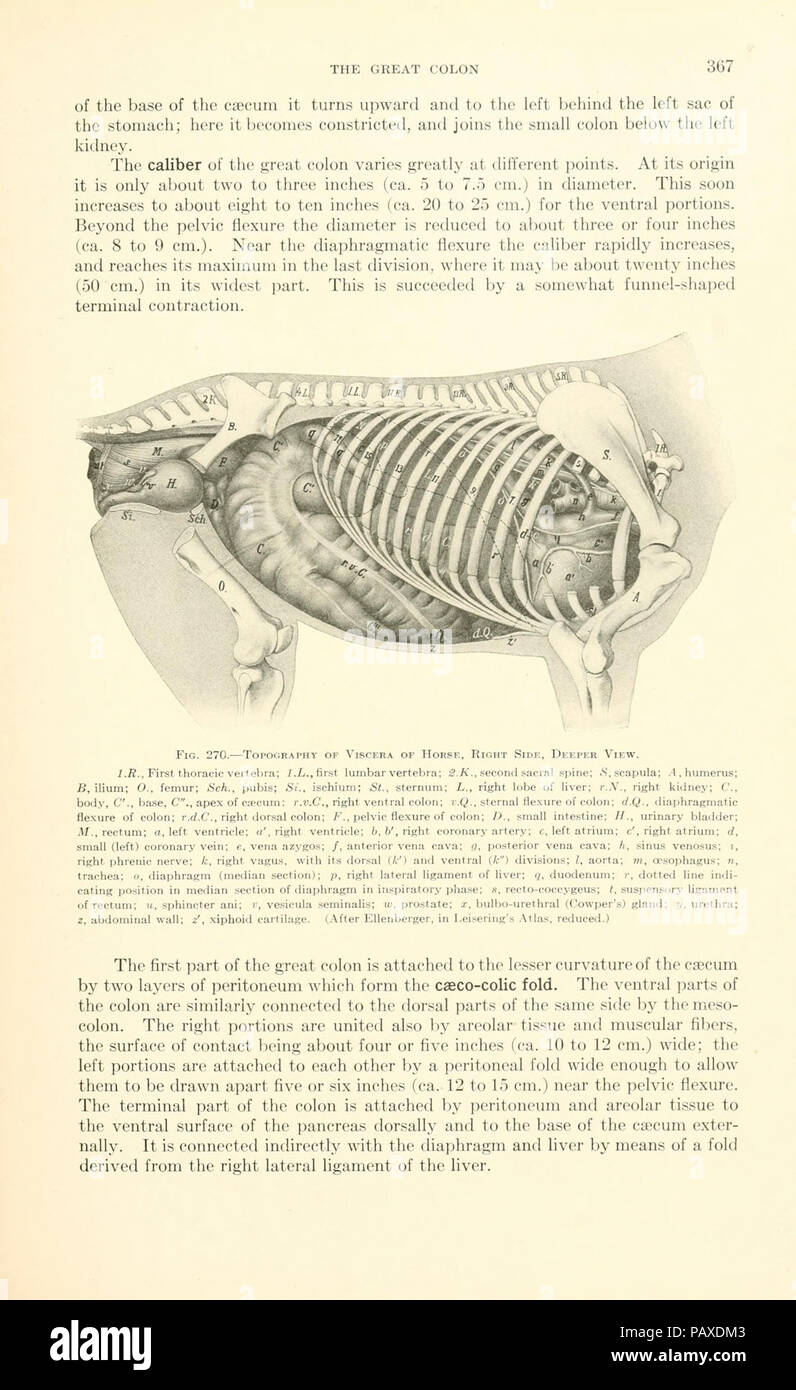 A textbook of veterinary anatomy (Page 367 Stock Photo Alamy