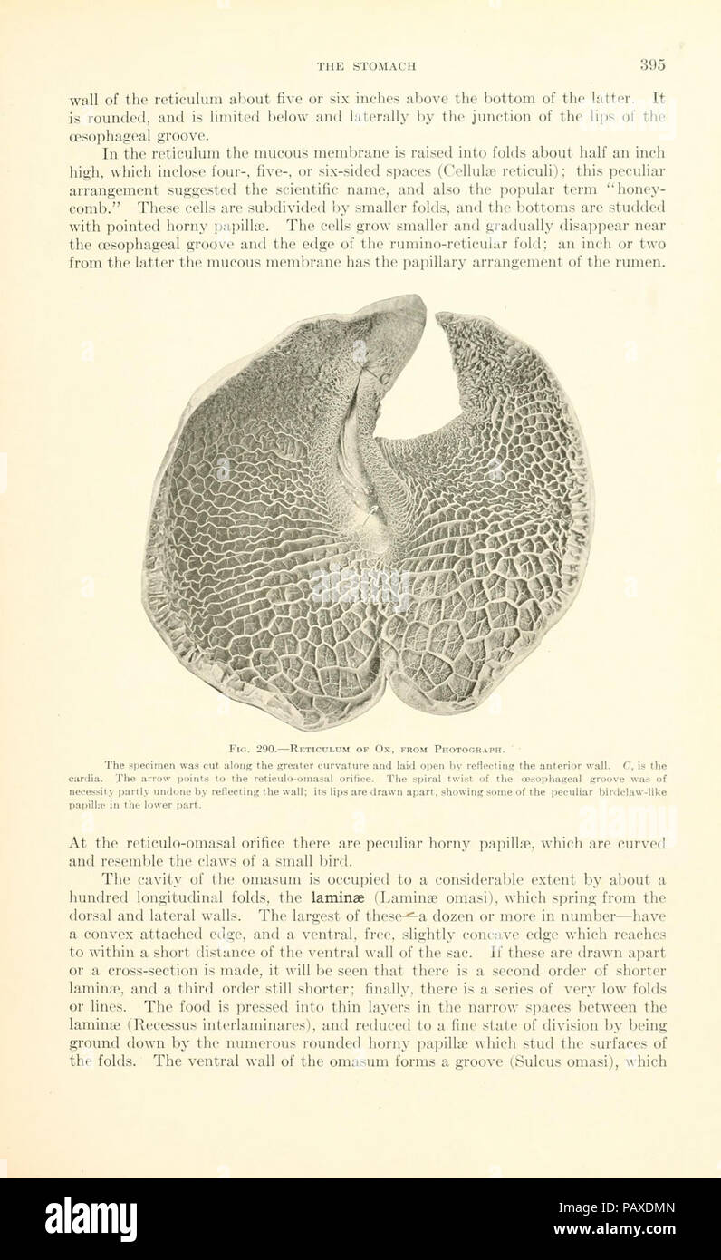 A textbook of veterinary anatomy (Page 395 Stock Photo Alamy