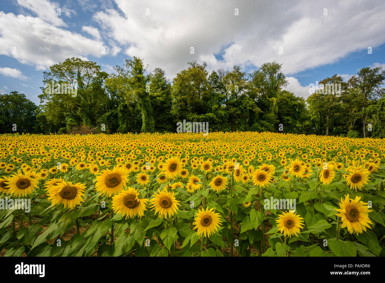 Sunflower field in Jarrettsville, Maryland Stock Photo Alamy