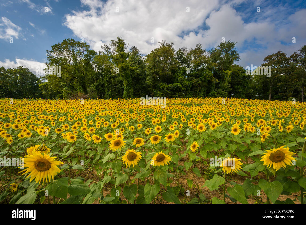 Sunflower field in Jarrettsville, Maryland Stock Photo Alamy