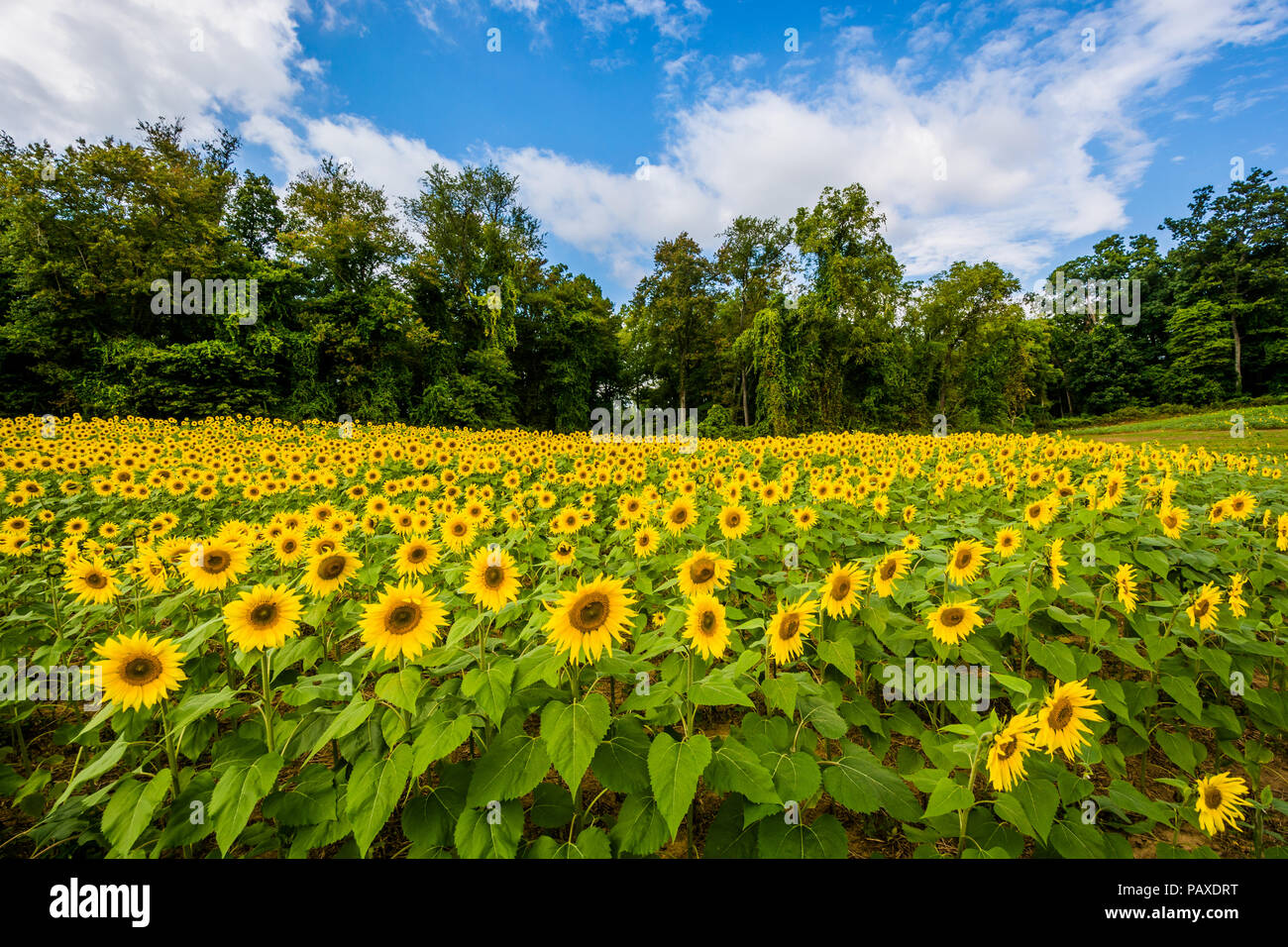 Sunflower field in Jarrettsville, Maryland Stock Photo Alamy