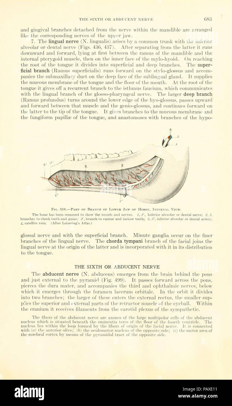 A textbook of veterinary anatomy (Page 683 Stock Photo Alamy