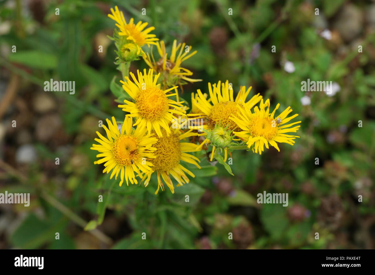 Inula britannica (Ufer-Alant) (British yellowhead) (Inule d'Angleterre) Stock Photo