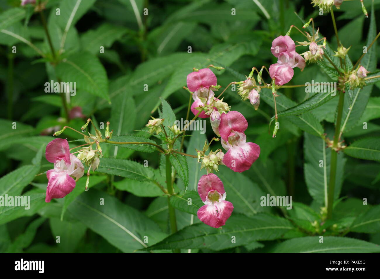 Impatiens glandulifera (Springkraut) (Policeman's Helmet) (Balsamine de l'Himalaya) Stock Photo