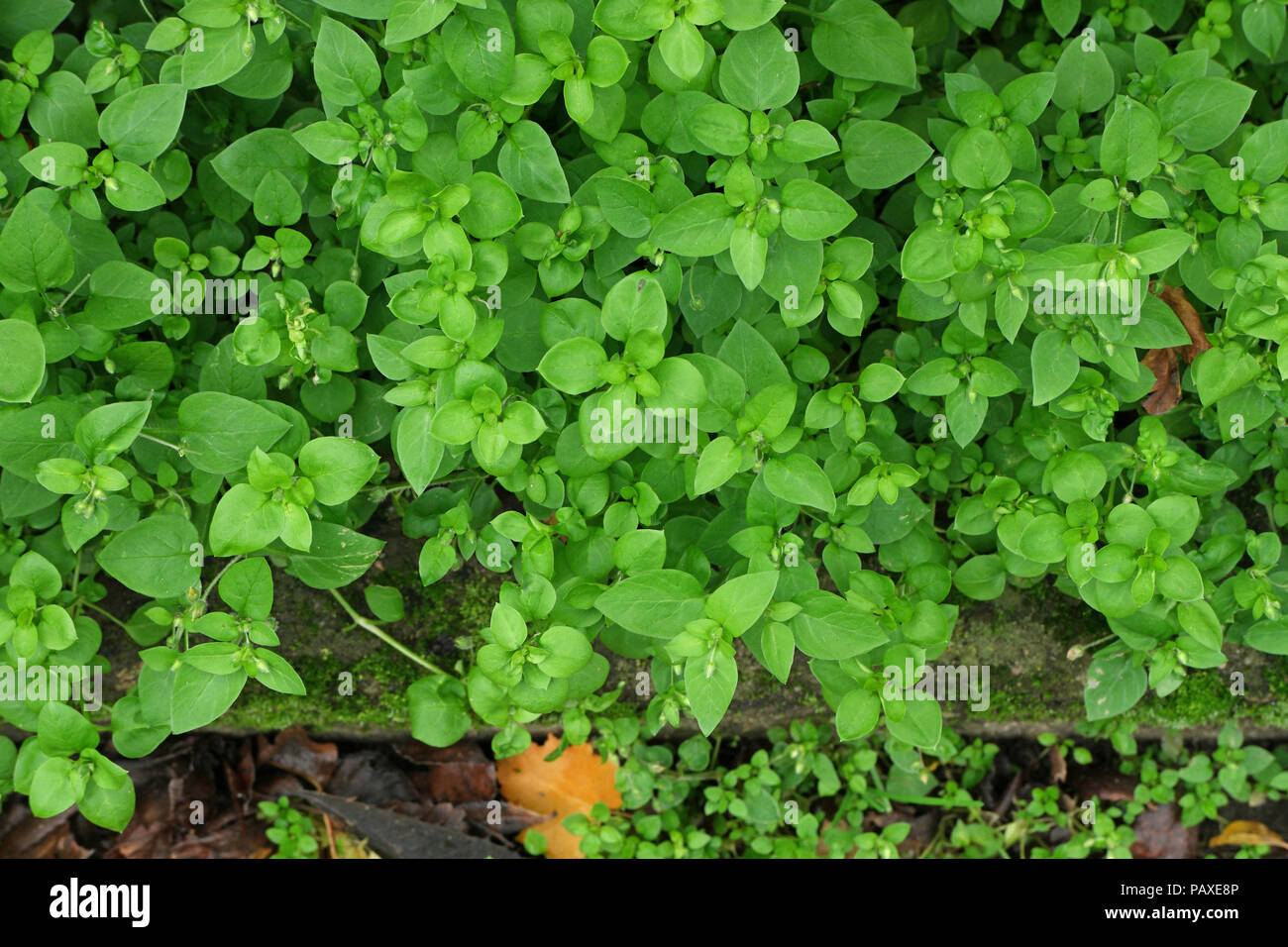 Stellaria media (Vogelmiere) (chickweed) (Morgeline) Stock Photo