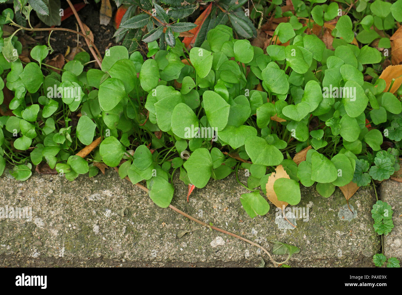 Claytonia perfoliata (Winterportulak) (Indian Lettuce) (claytonia perfoliée) Stock Photo