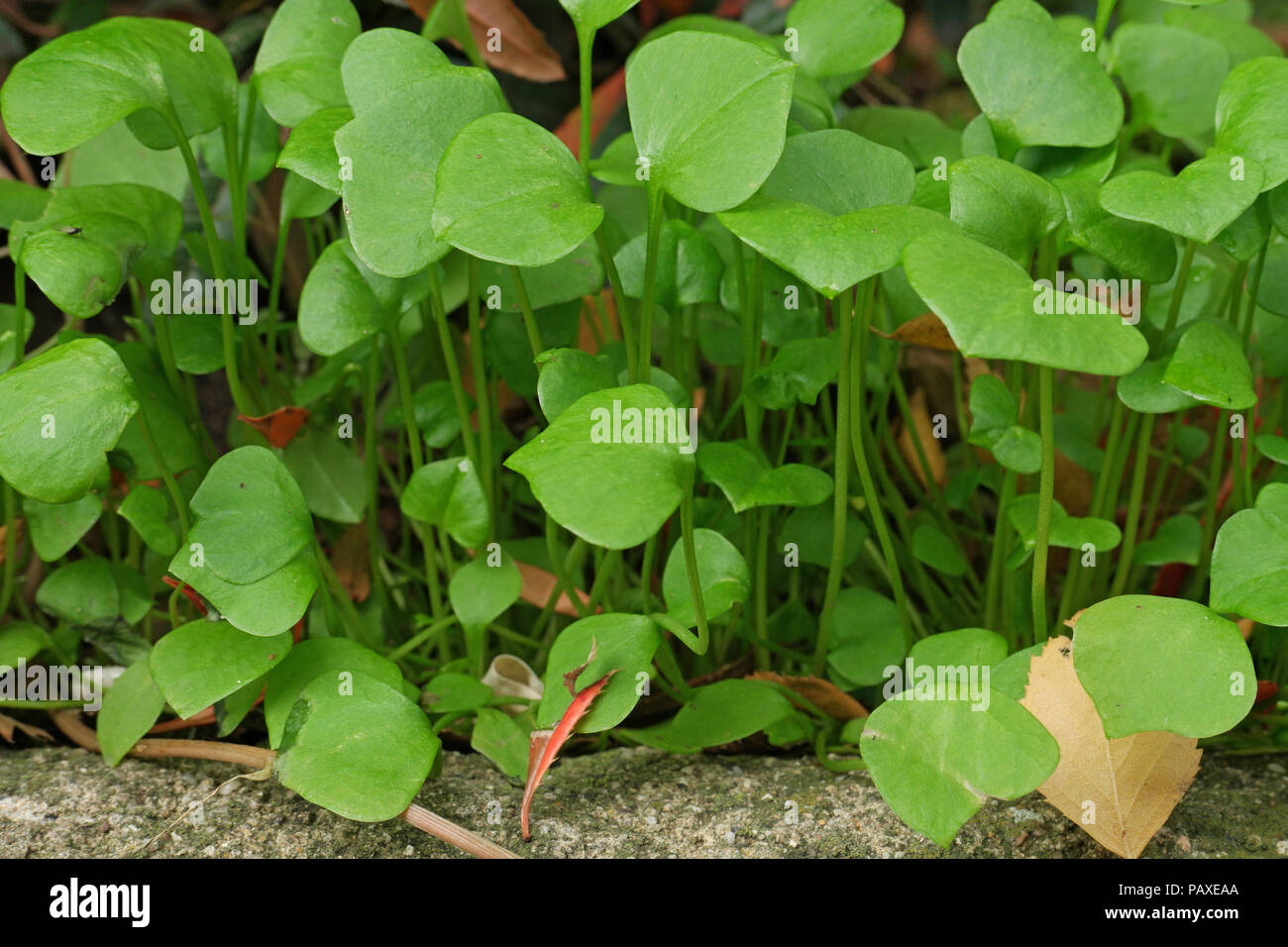 Claytonia perfoliata (Winterportulak) (Indian Lettuce) (claytonia perfoliée) Stock Photo