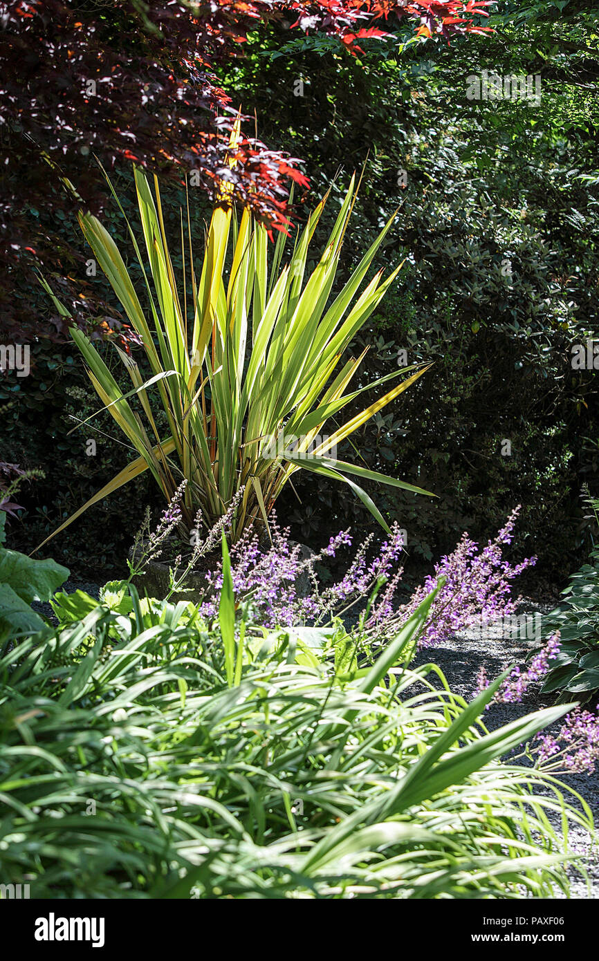 Long grasses captured in a quiet corner of a garden in Shropshire, England. Stock Photo