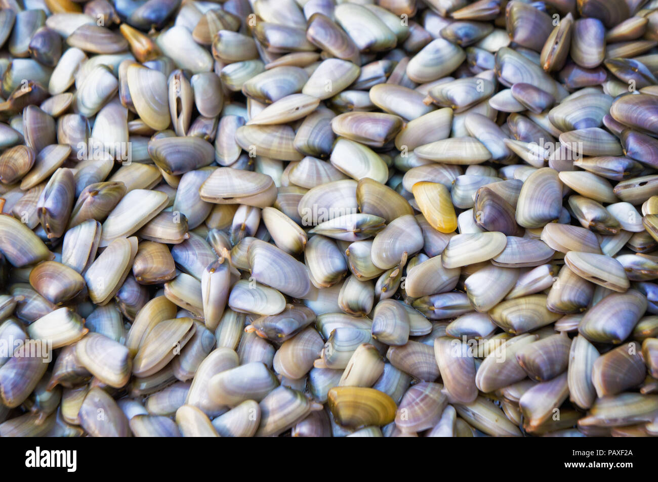 Saltwater clams background Stock Photo