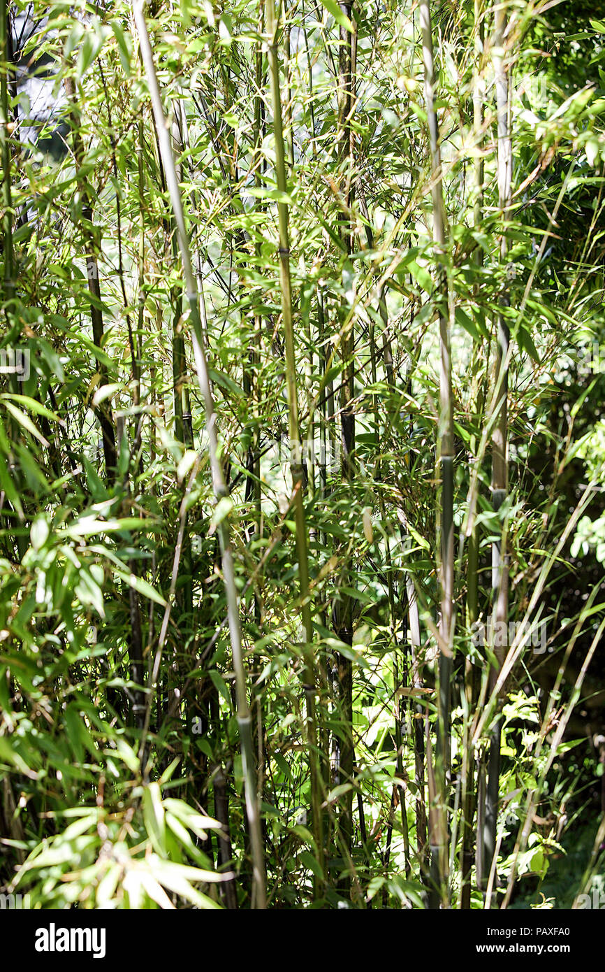 Foliated bamboo canes, situated ina manmade woodland in the Welsh