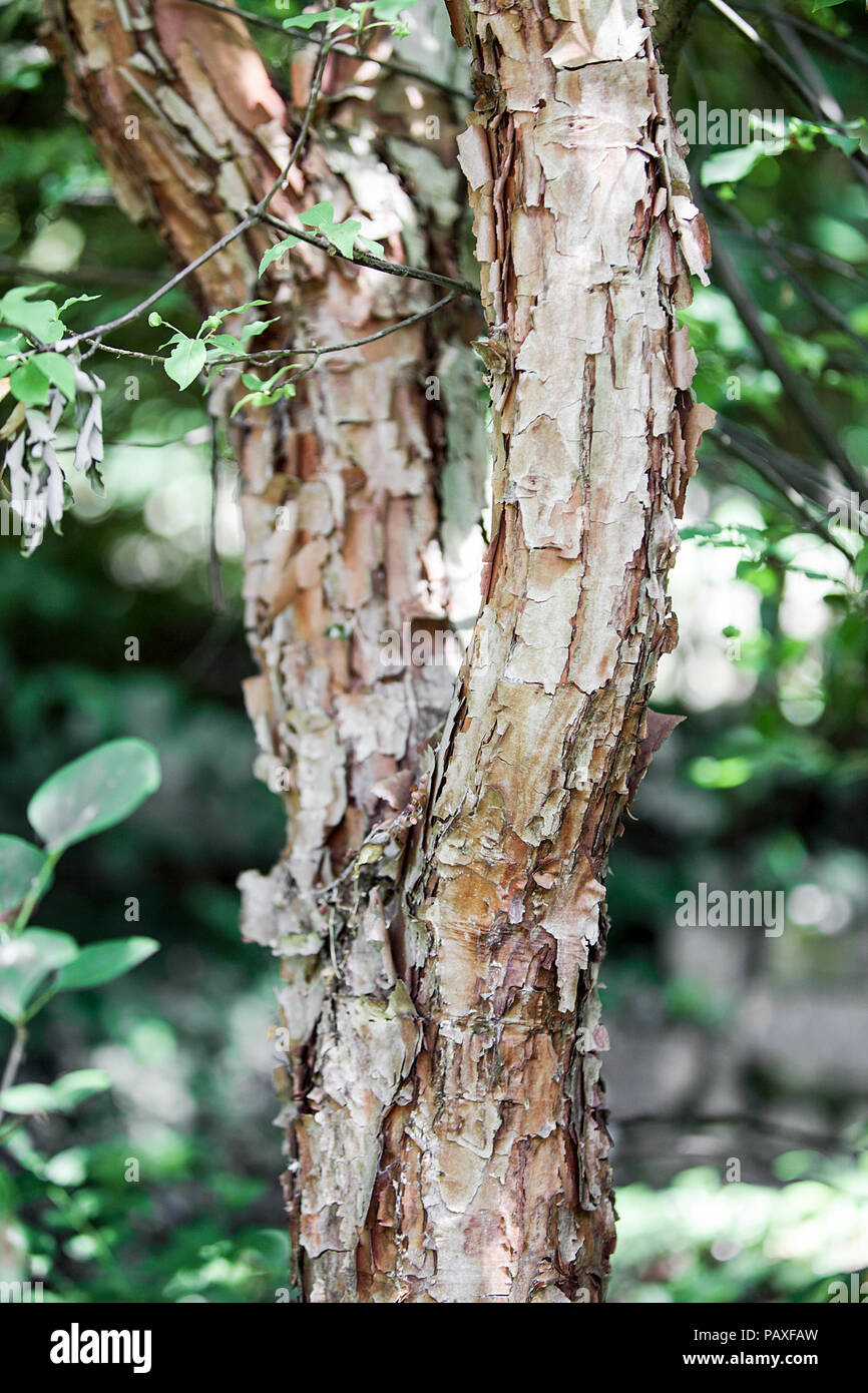Tree Bark Peeling Off High Resolution Stock Photography and Images Alamy