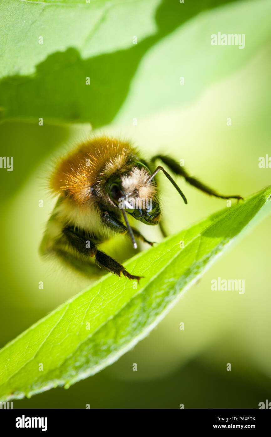 Mining bee garden hi-res stock photography and images - Alamy